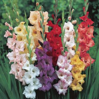 Gladiolus Mix Thumbnail